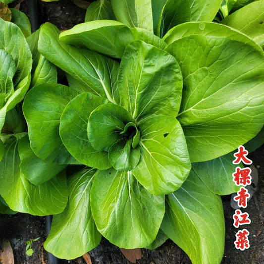 Bok Choy Sanfu