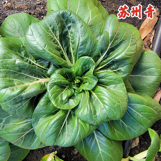 Bok Choy Dark Green