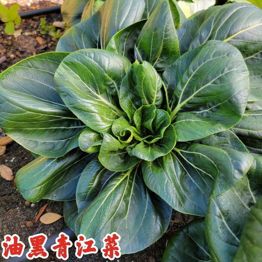 Bok Choy Dark Rose