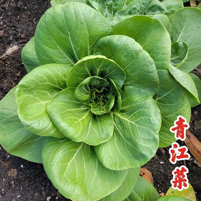 Bok Choy Dwarf Qing