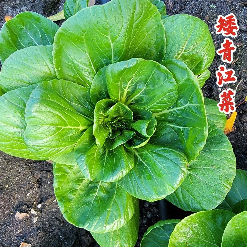 Bok Choy Jade Star