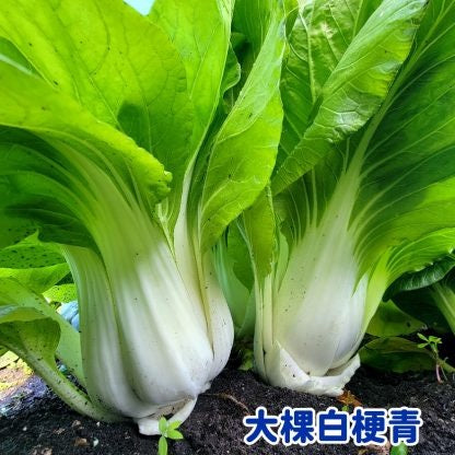 Bok Choy Outstanding