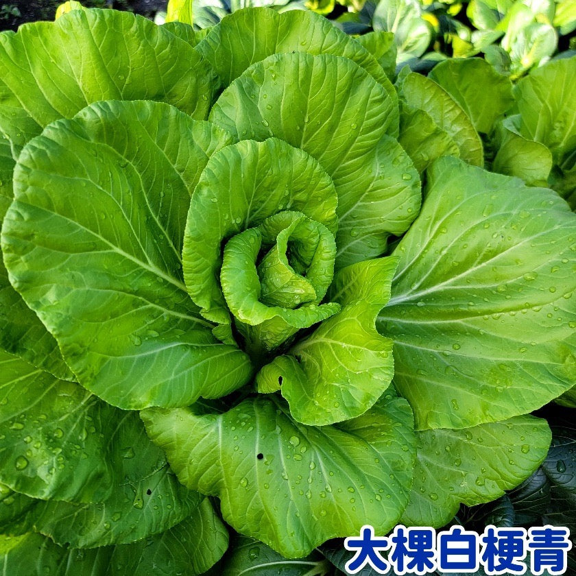 Bok Choy Outstanding