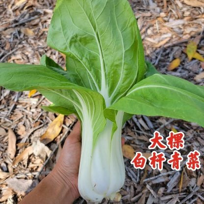 Bok Choy Summer Winner