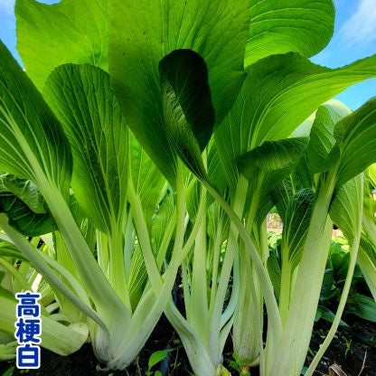 Bok Choy Tall Jade