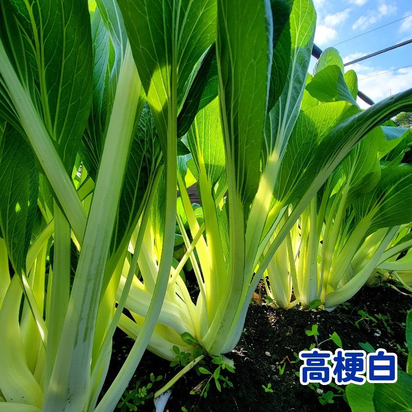 Bok Choy Tall Jade