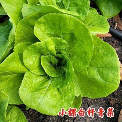 Bok Choy White Beauty