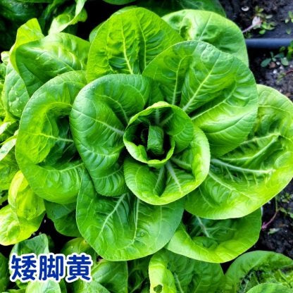 Bok Choy White Jade