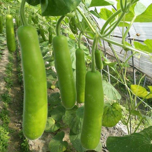 Bottle Gourd Green Long - 长绿瓠瓜