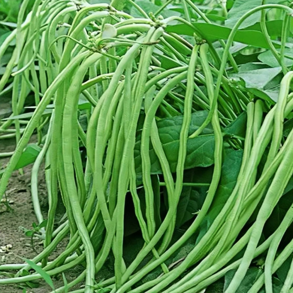 Bush Long Bean