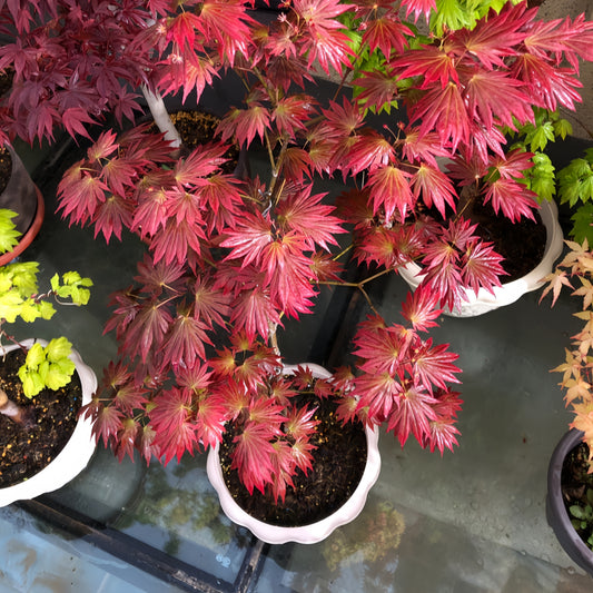 Elegant Japanese Maple|优雅枫树