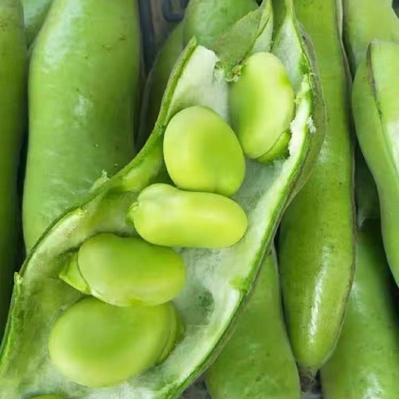 Fava Bean Seeds