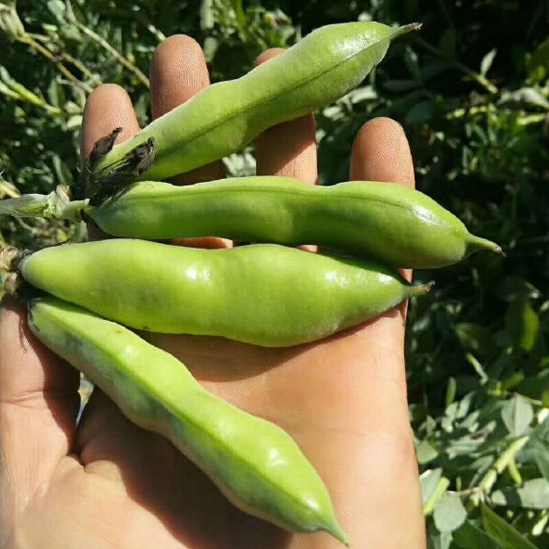 Fava Bean Seeds