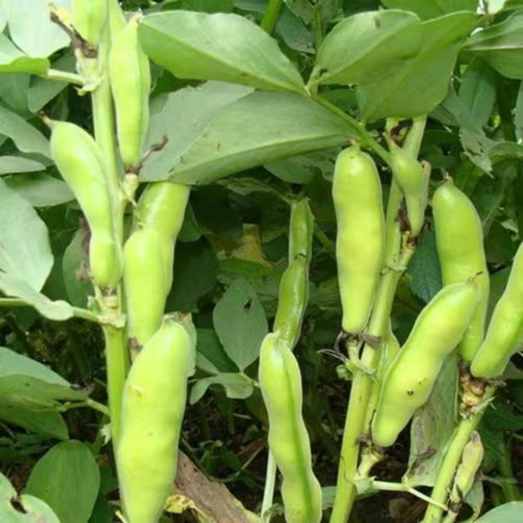 Fava Bean Seeds