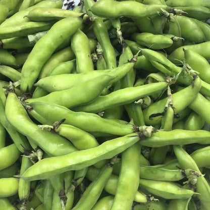 Fava Bean Seeds