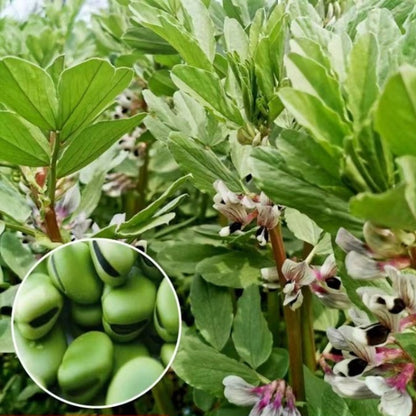 Fava Bean Seeds