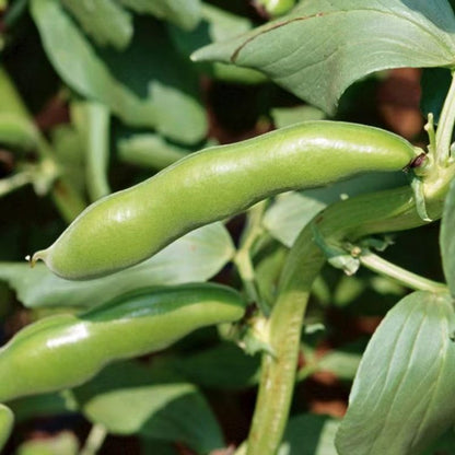 Fava Bean Seeds