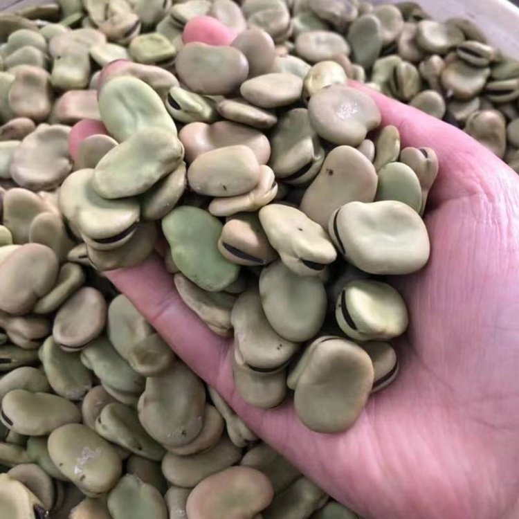 Fava Bean Seeds