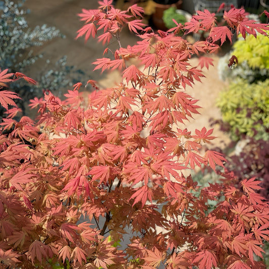 Acer palmatum ‘Ariadne’ - The Goddess Maple