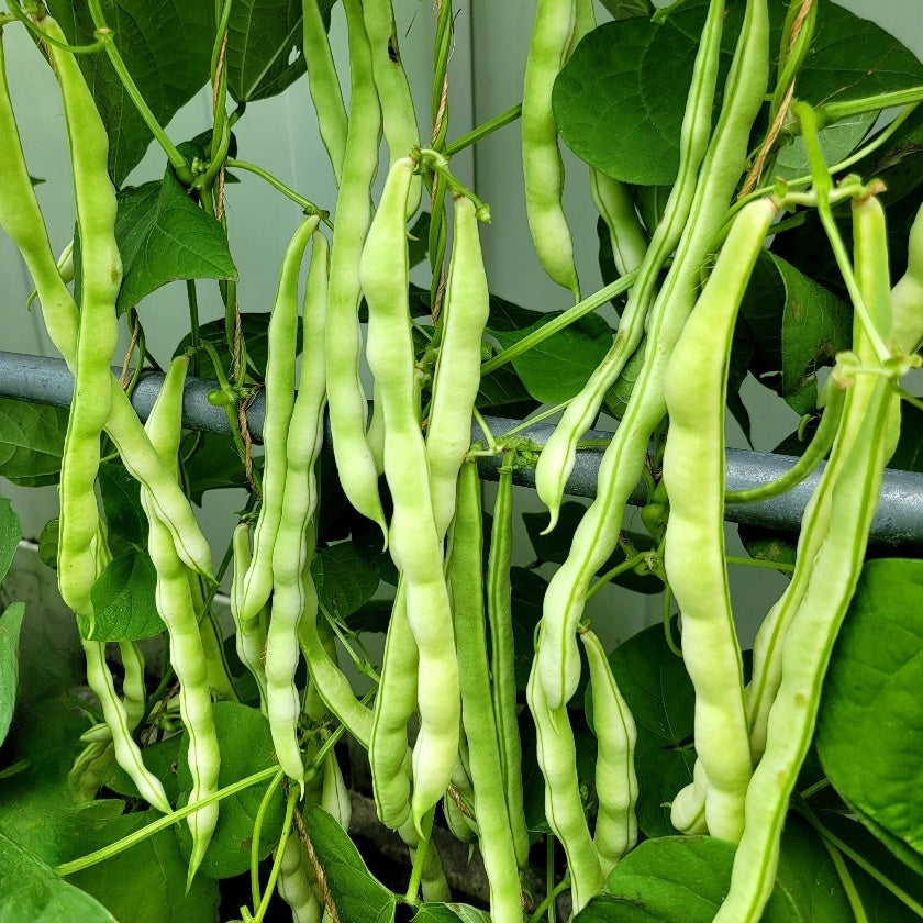 Green Bean 9 Seeds King