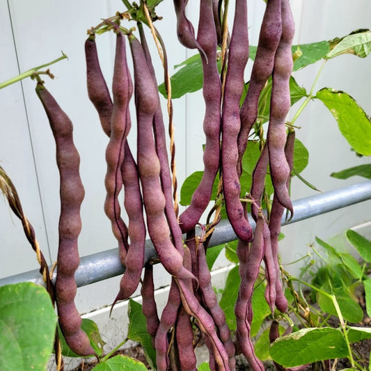 Green Bean Purple Beauty