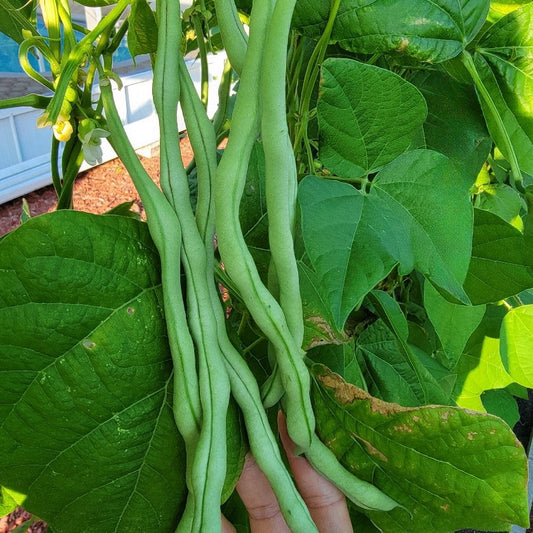 Green Bean Stringless Winner