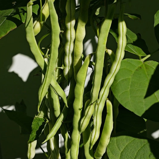 Green Bean Super 9 Seeds II