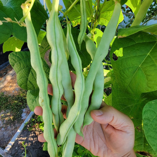 Green Bean Victorious General