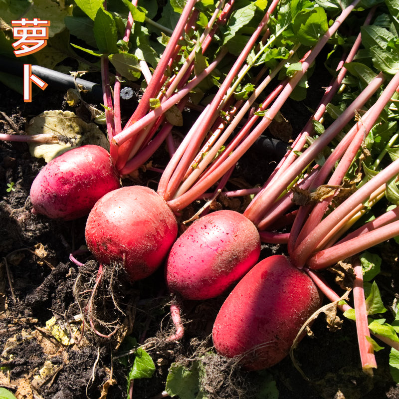 Radish Red Lady - 红女士萝卜