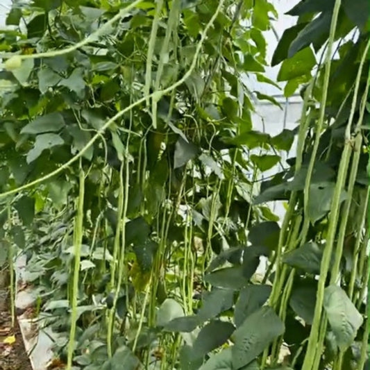 Long Bean Hanging Noodles