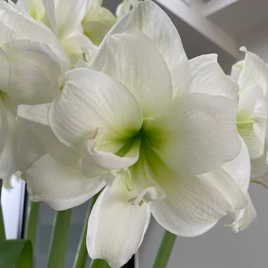 Hippeastrum Alfresco Seeds