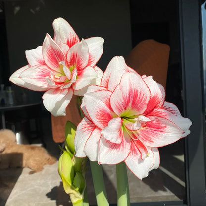 Hippeastrum Elvas Seeds