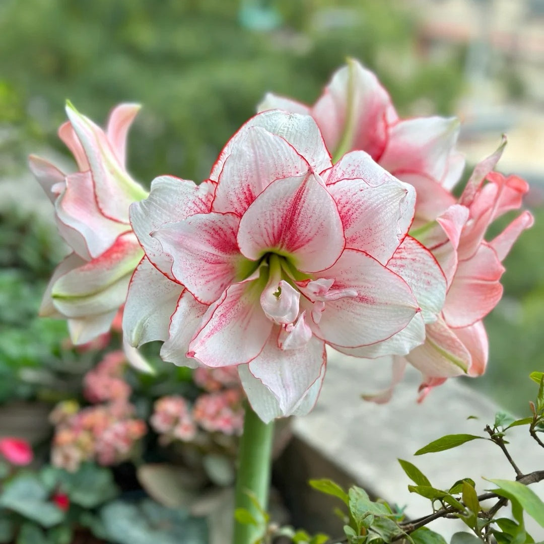 Hippeastrum Elvas Seeds