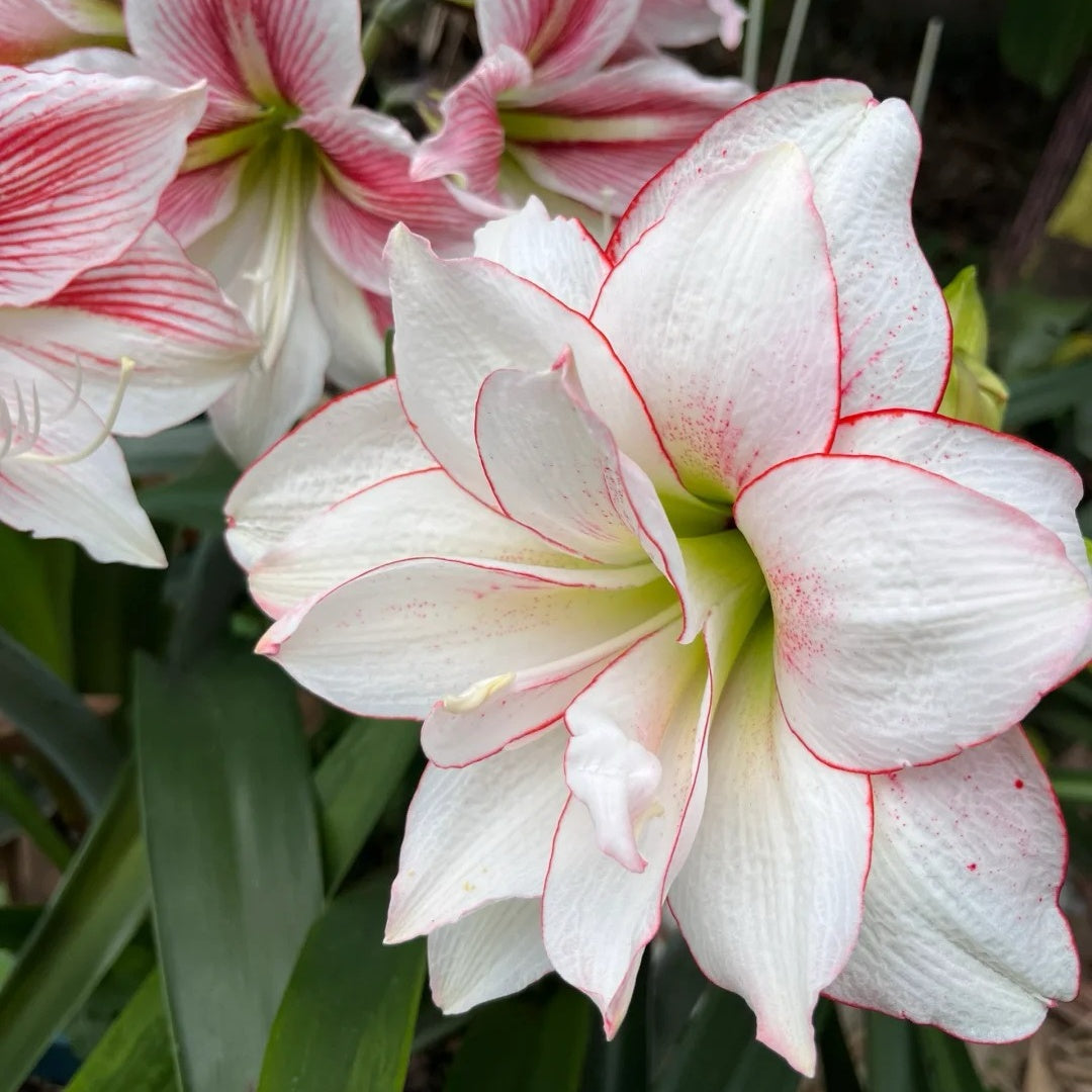 Hippeastrum Elvas Seeds