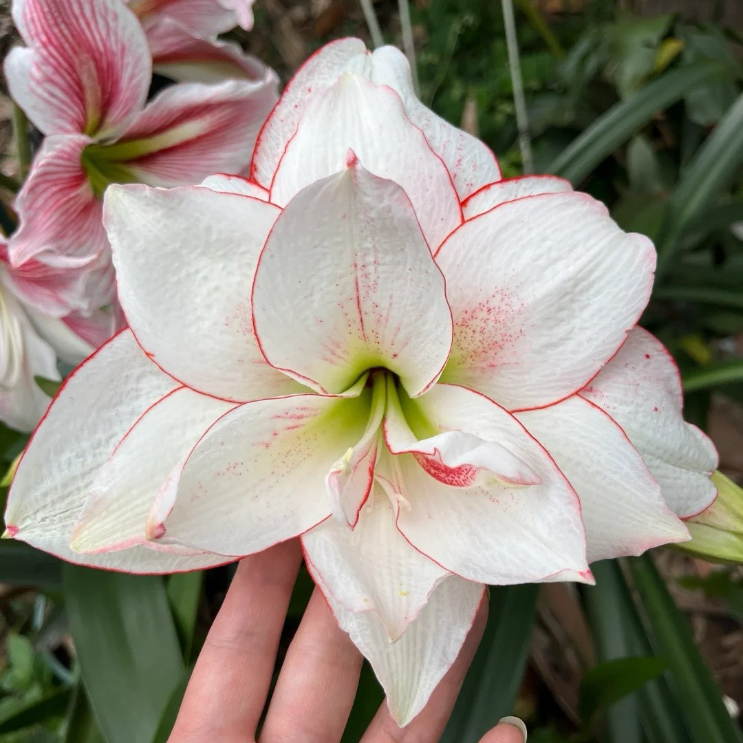 Hippeastrum Elvas Seeds