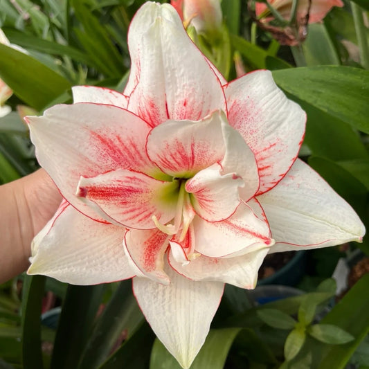 Hippeastrum Elvas Seeds