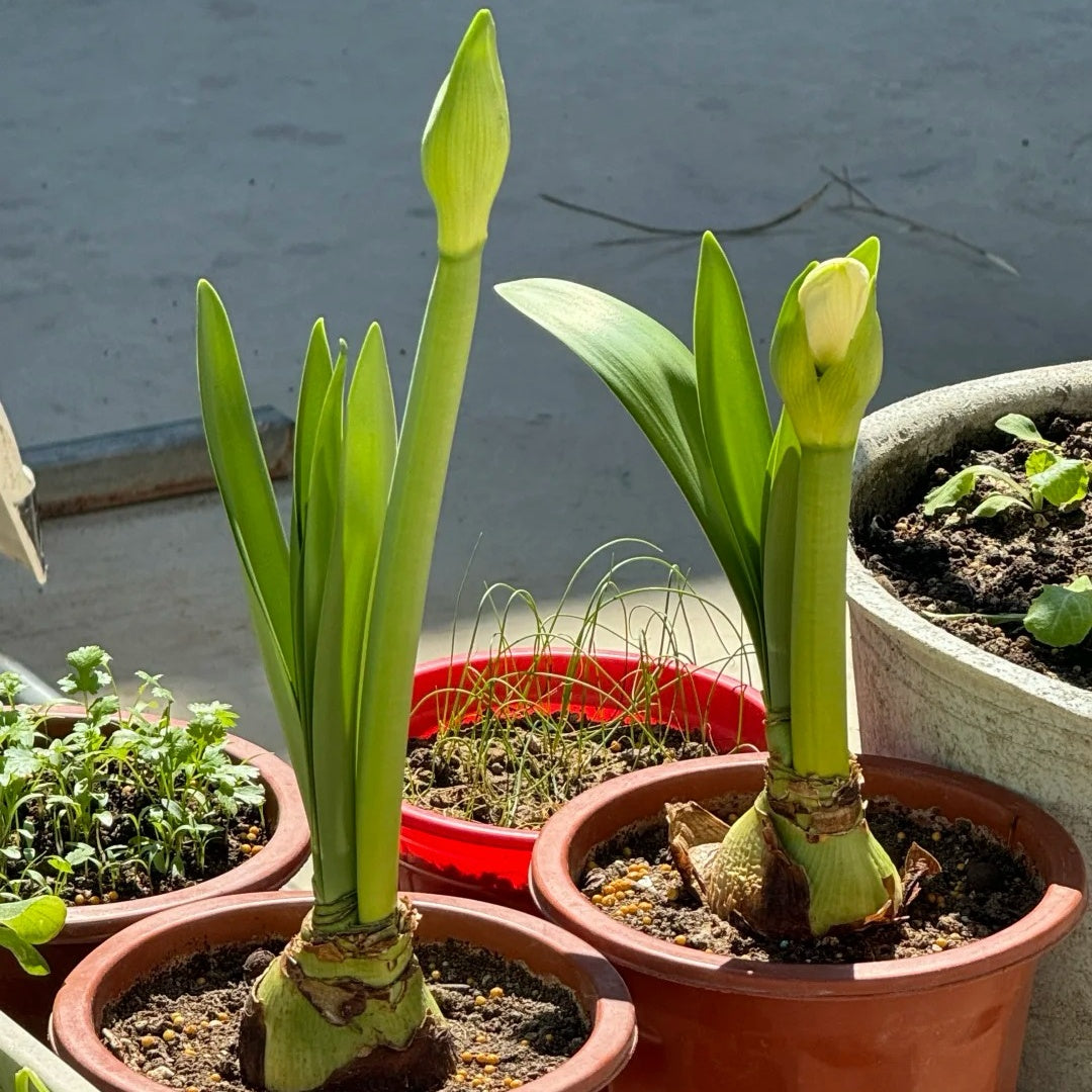 Hippeastrum Tika Empire seeds