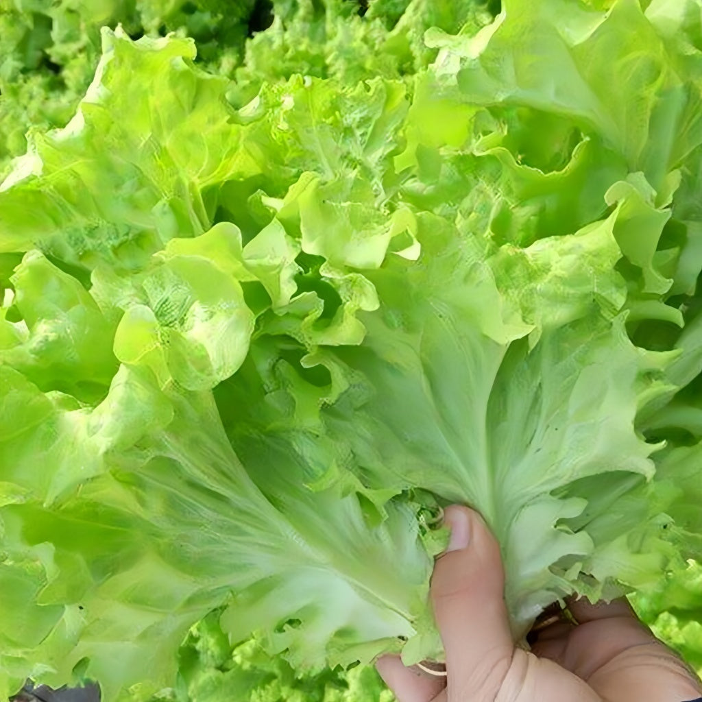 Iceberg lettuce