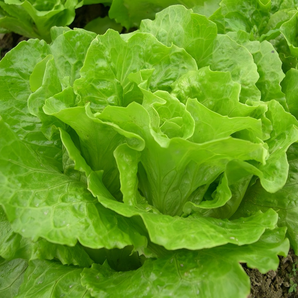 Iceberg lettuce