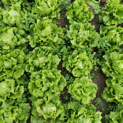 Iceberg lettuce