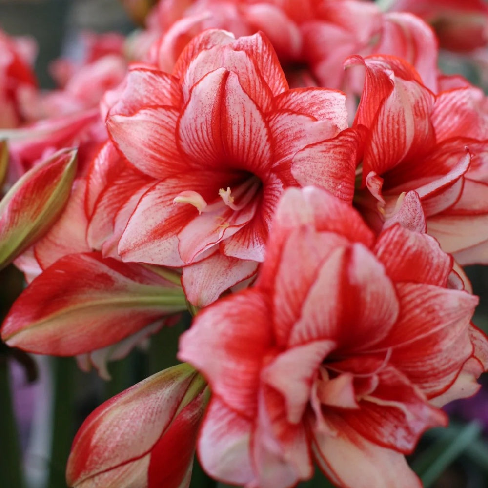 Hippeastrum Joker Seeds