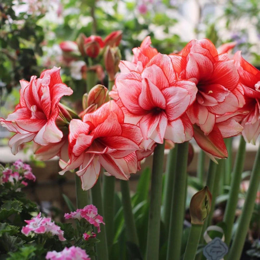 Hippeastrum Joker Seeds