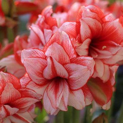 Hippeastrum Joker Seeds