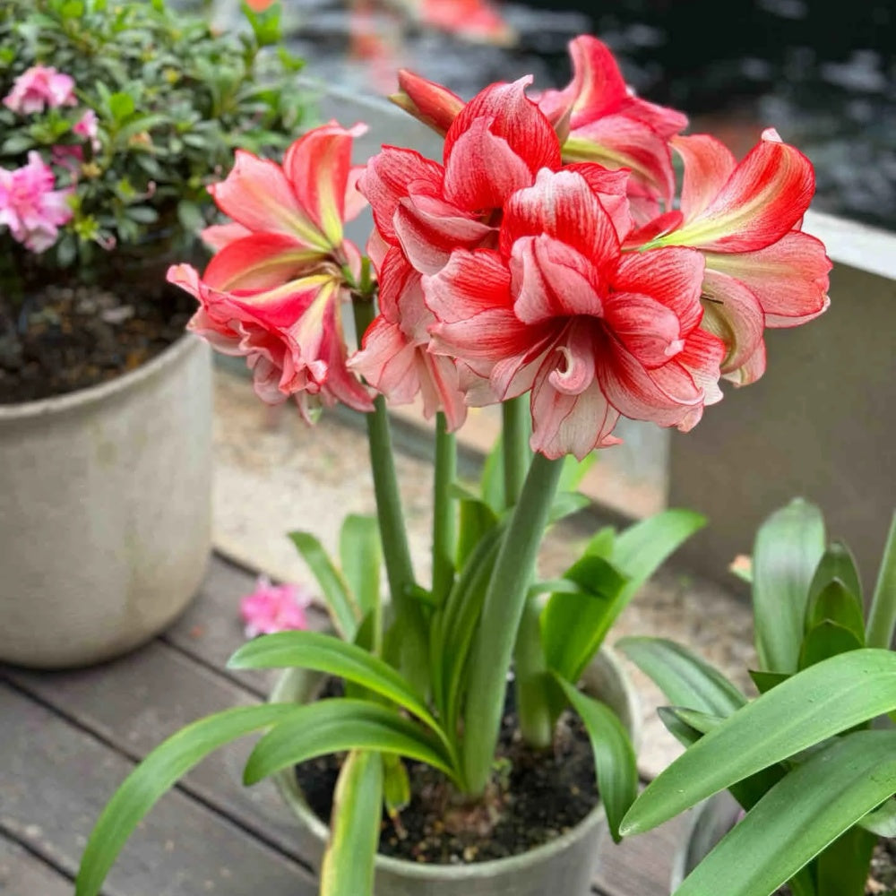 Hippeastrum Joker Seeds