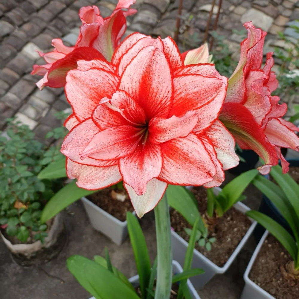 Hippeastrum Joker Seeds