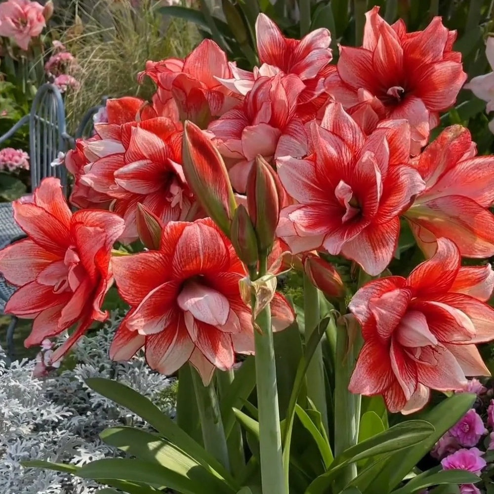 Hippeastrum Joker Seeds