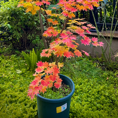 Kanzan maple