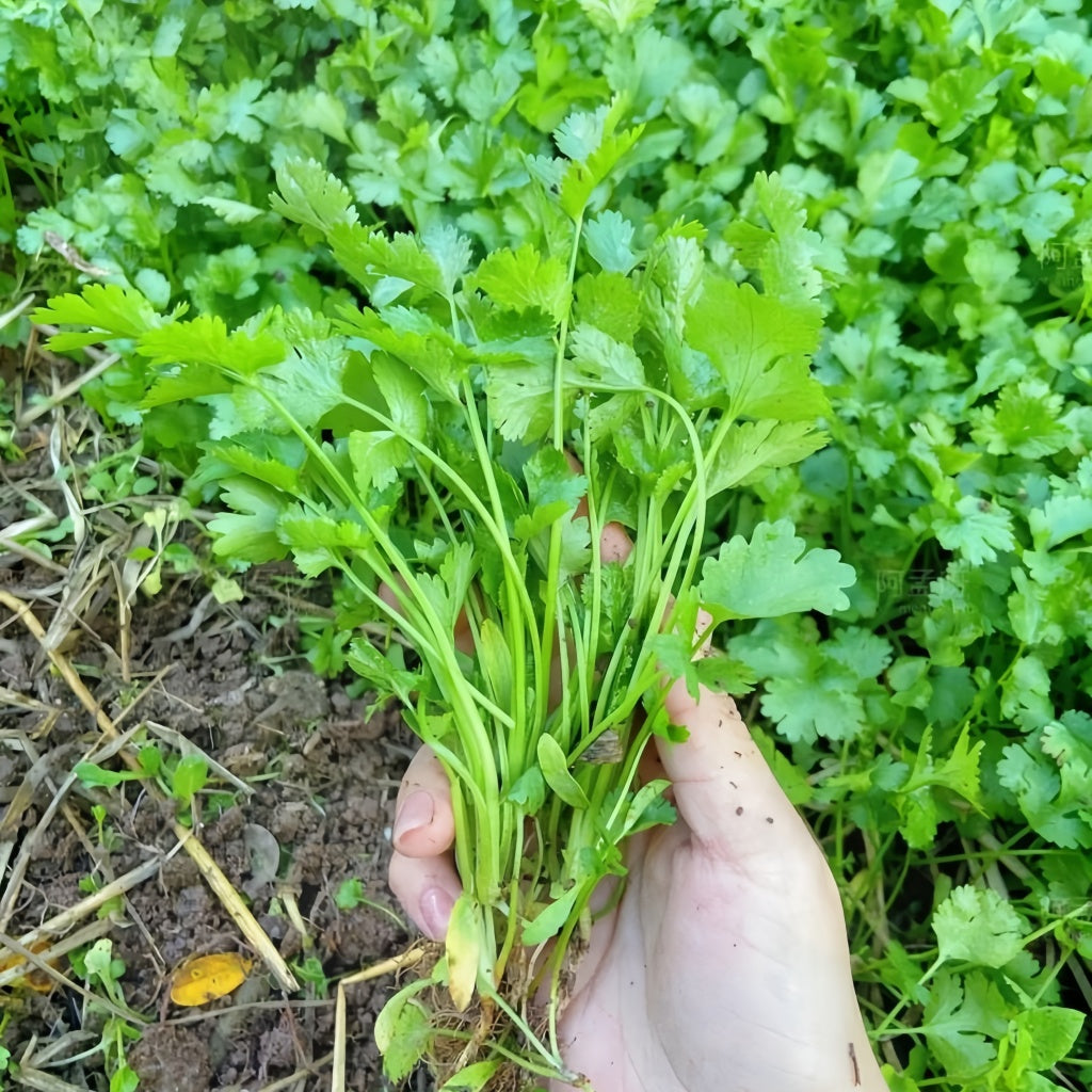 Large leaf coriander seeds