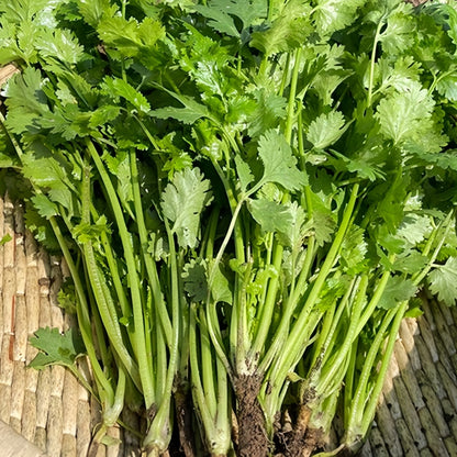 Large leaf coriander seeds