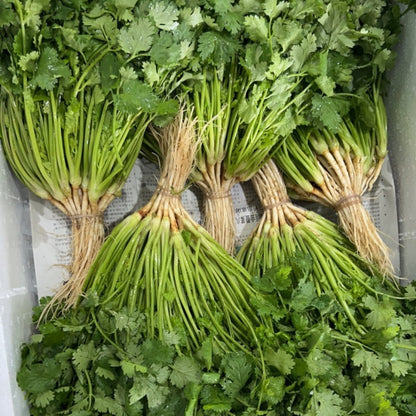 Large leaf coriander seeds